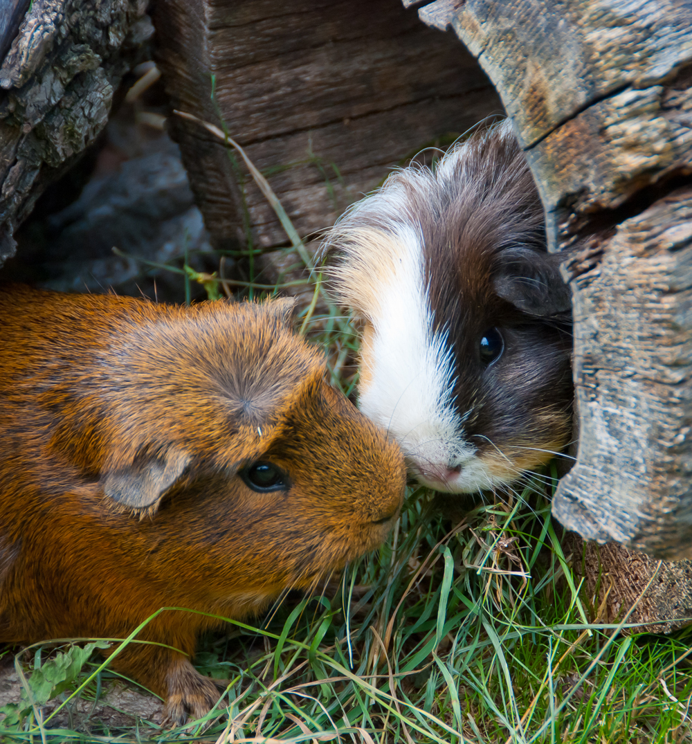 Groomingdales-Small-Furies-Services-guinea pigs
